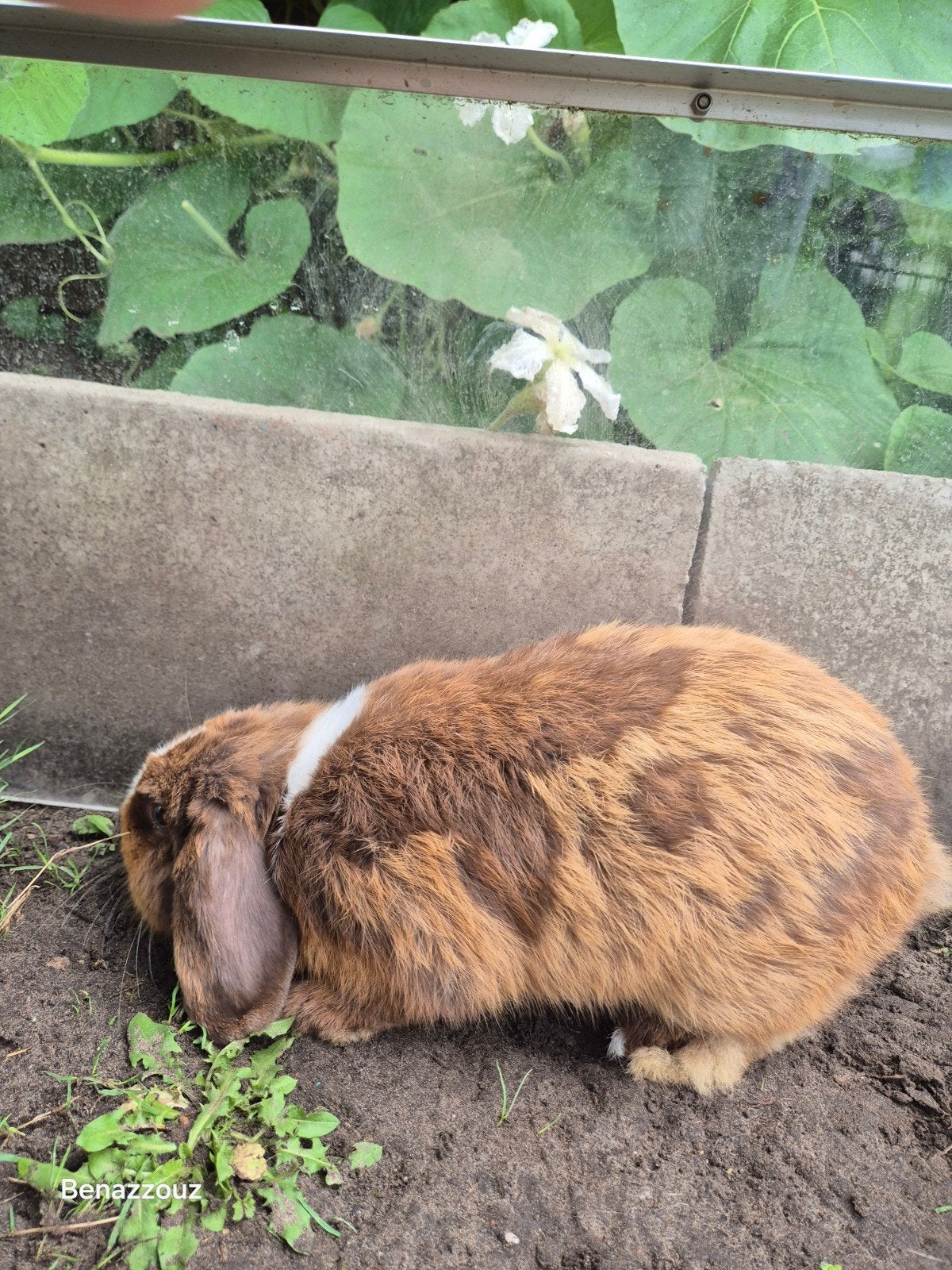 konijn bieden, Dieren en Toebehoren, Pluimvee, Geslacht onbekend, Overige soorten