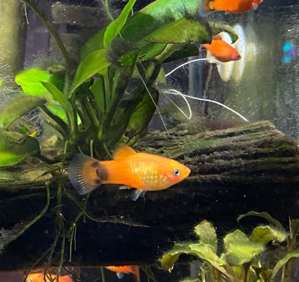 Mickey Platy oranje, Dieren en Toebehoren, Vissen | Aquariumvissen, Vis, Zoetwatervis