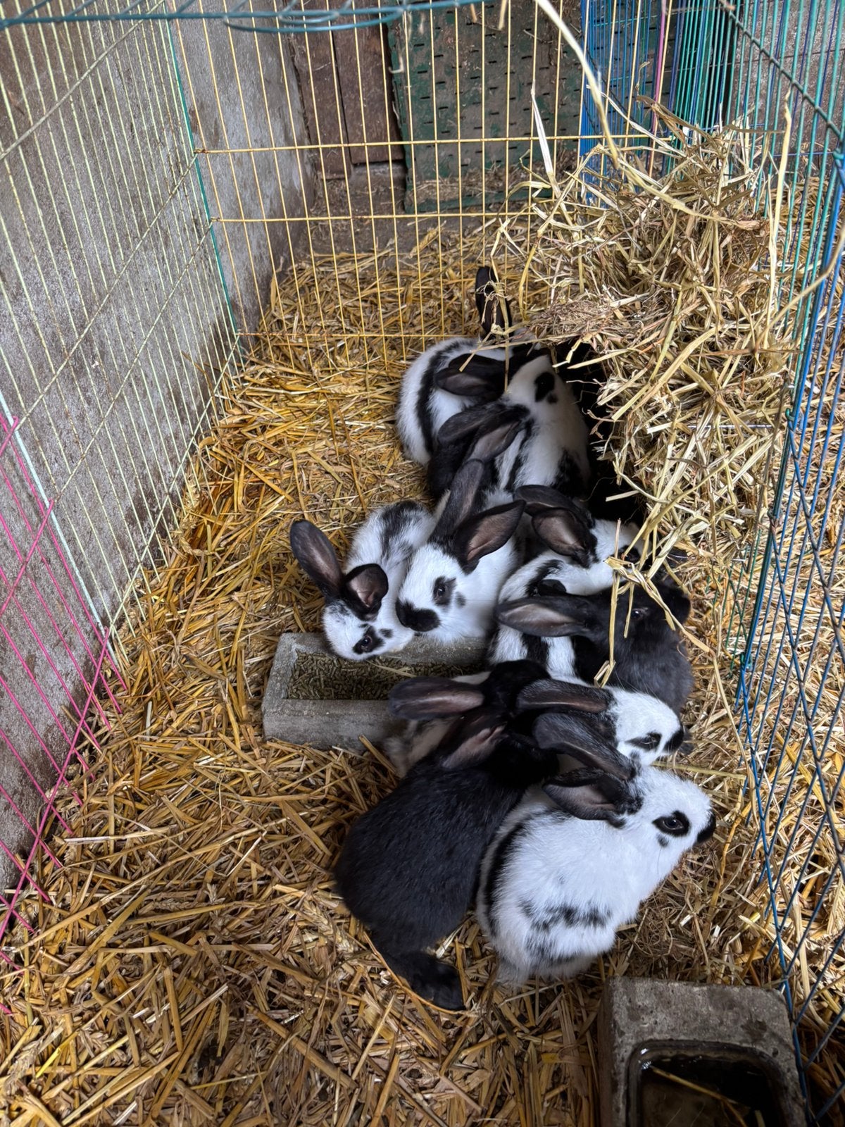 Jonge vleeskonijnen, Dieren en Toebehoren, Meerdere dieren, Groot, 0 tot 2 jaar