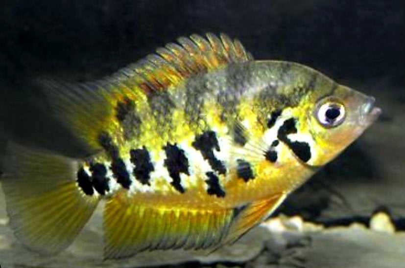 Aquariumvissen kweektrio, Vis, Zoetwatervis