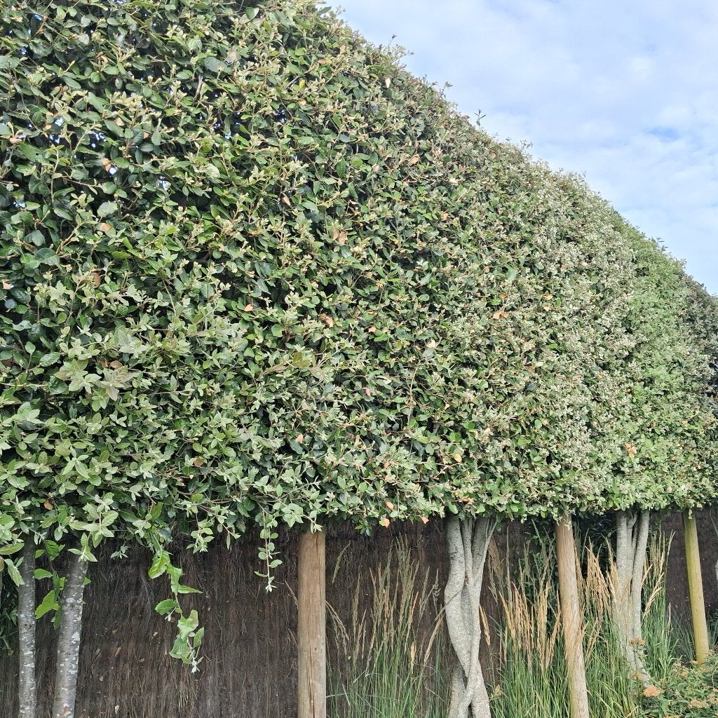 Steeneik leibomen voor tuin - wintergroen & ijzersterk, Tuin en Terras, Leiboom, Lente, 250 tot 400 cm, Ophalen