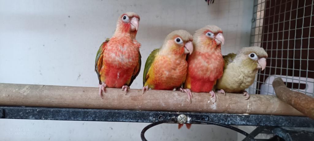 Conure, Animaux & Accessoires