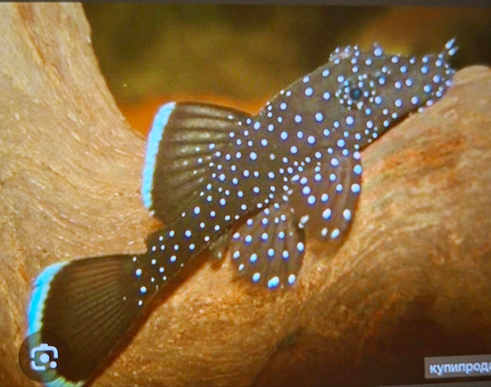 l181 peppermint pleco ancistrus, Animaux & Accessoires