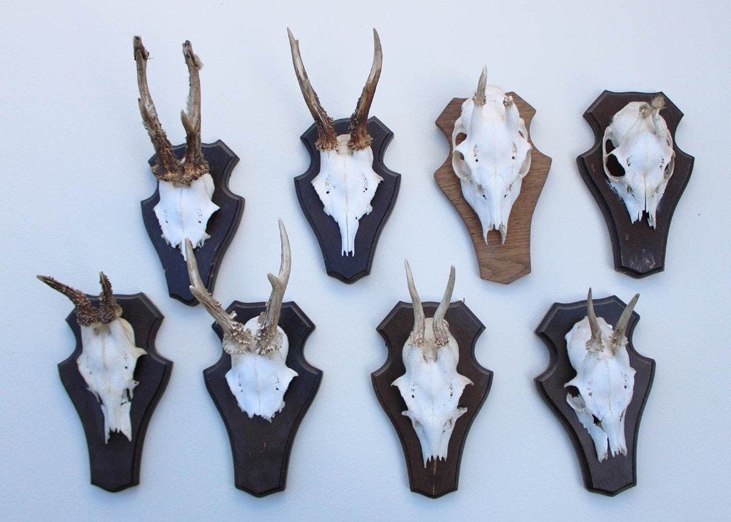 OPRUIMING : 8 x REE GEWEI op houten schild met kaakdeeltjes, Enlèvement ou Envoi, Utilisé, Cerf, Bois ou Tête