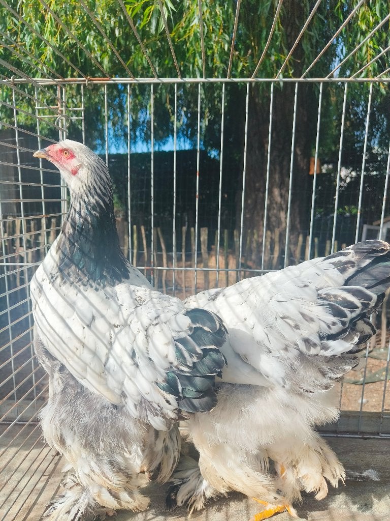 Brahma hennen zwart wit columbia, Dieren en Toebehoren, Vrouwelijk, Kip