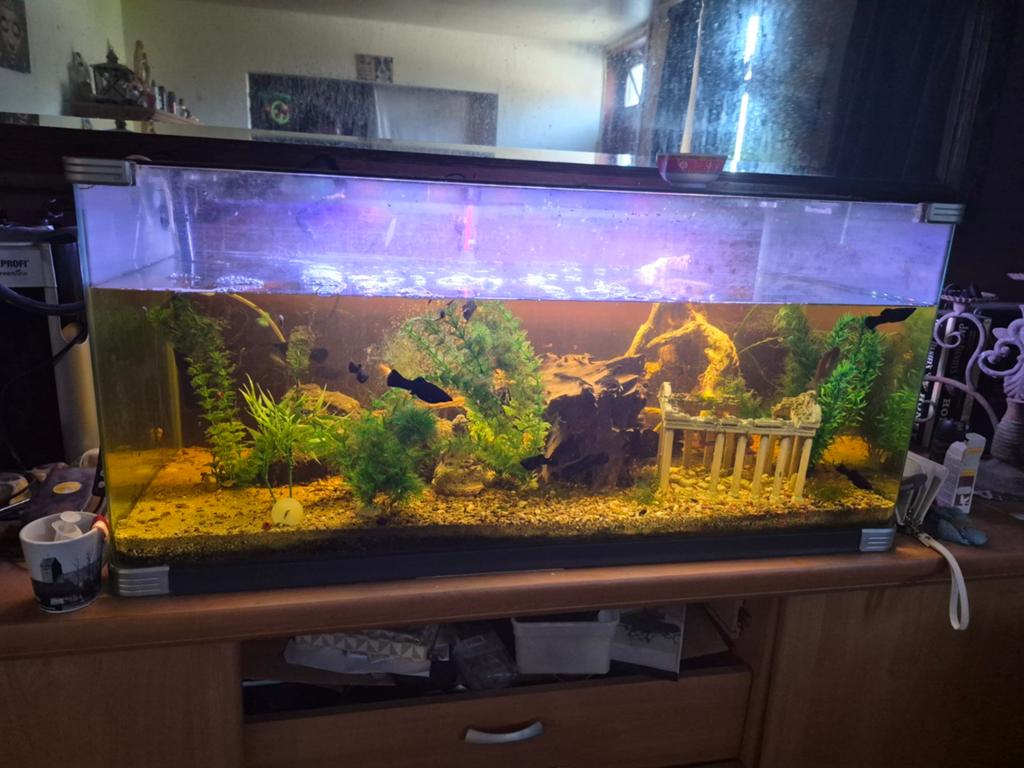 un aquarium d'une capacité de 211 litres+pompe JBL, Decoratie, JBL, Pompe, Comme neuf