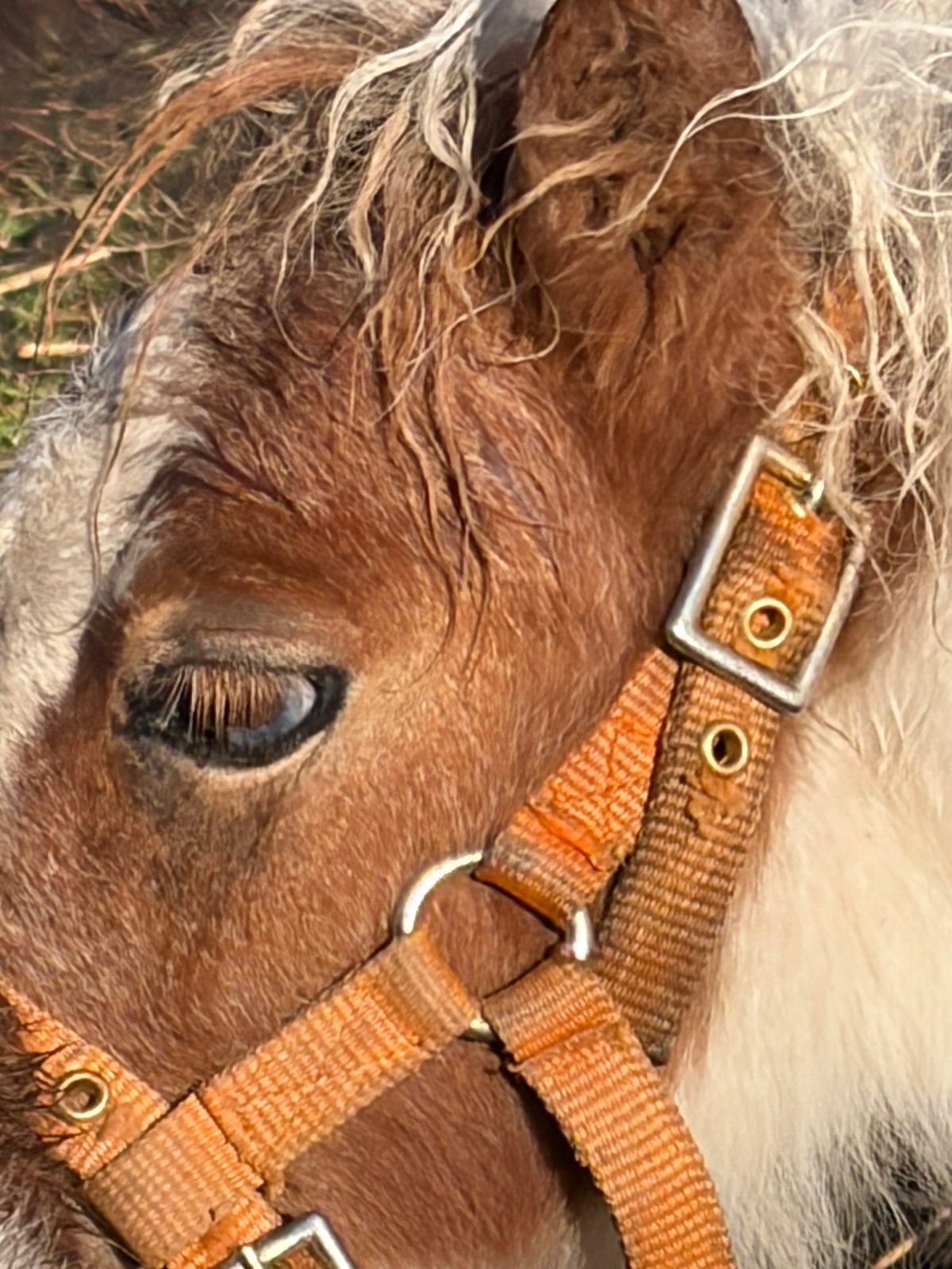 Hengstenveulen van 5 maand, Dieren en Toebehoren, Paarden, Gechipt, Minder dan 160 cm, 0 tot 2 jaar, Hengst