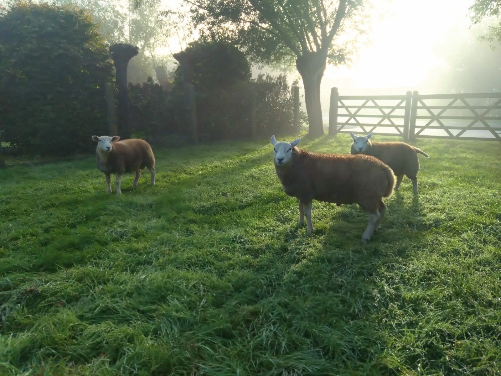 Franse Texel ramlammeren