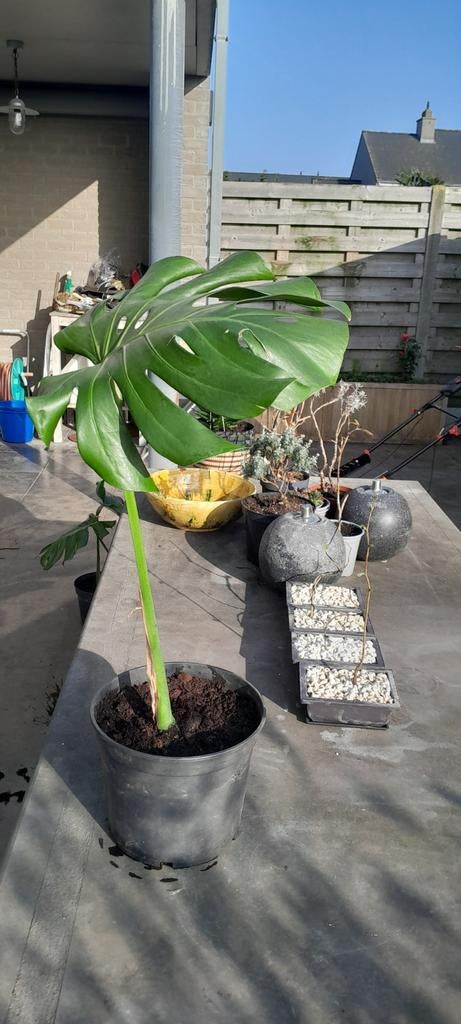 Monstera gewortelde stek, Ophalen