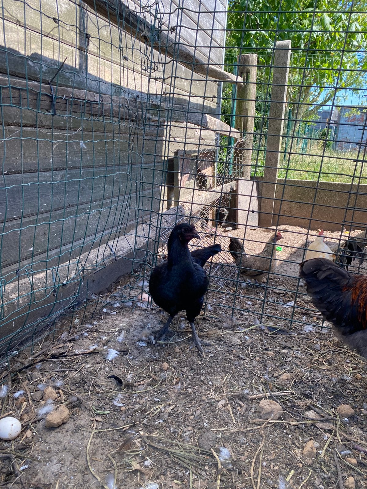 Legkippen, Dieren en Toebehoren, Vrouwelijk, Kip
