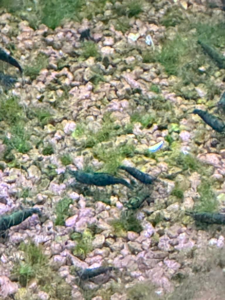 Green jade neocaridina garnalen, Homard, Crabe ou Crevette