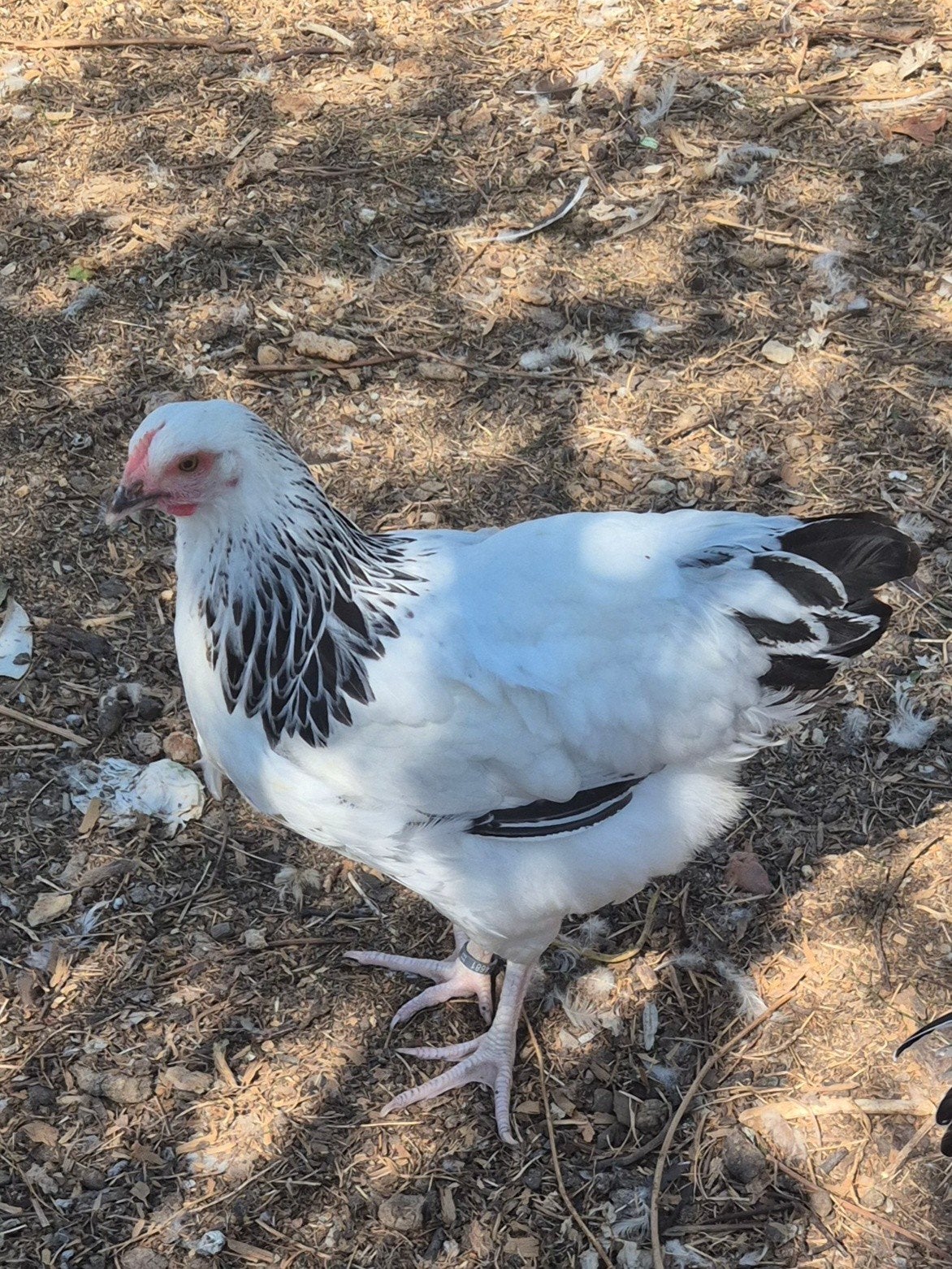 jonge sussex kippen, Plusieurs animaux, Poule ou poulet