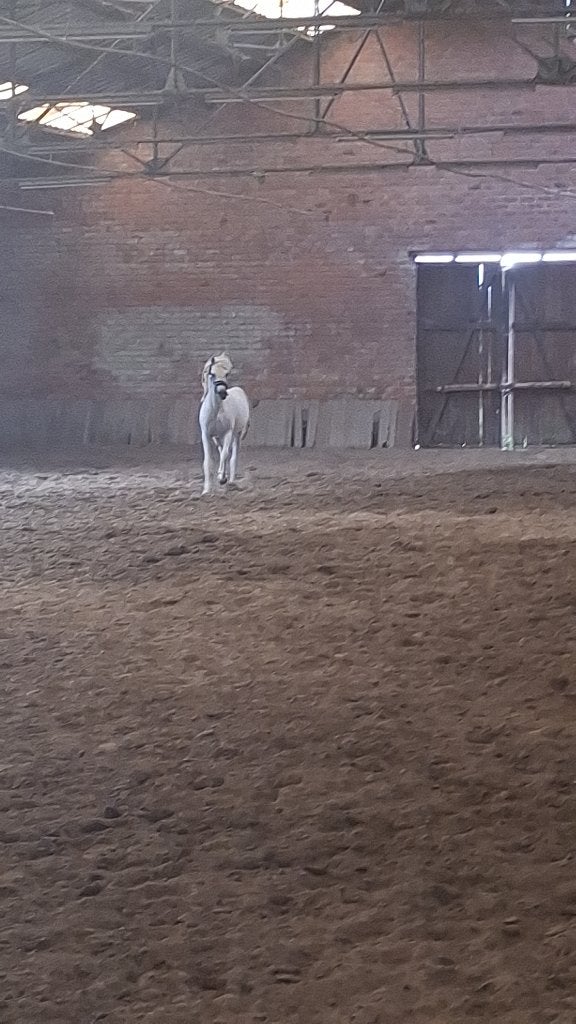 Hulp op stal gevraagd, Dieren en Toebehoren, Weidegang, 4 paarden of pony's of meer