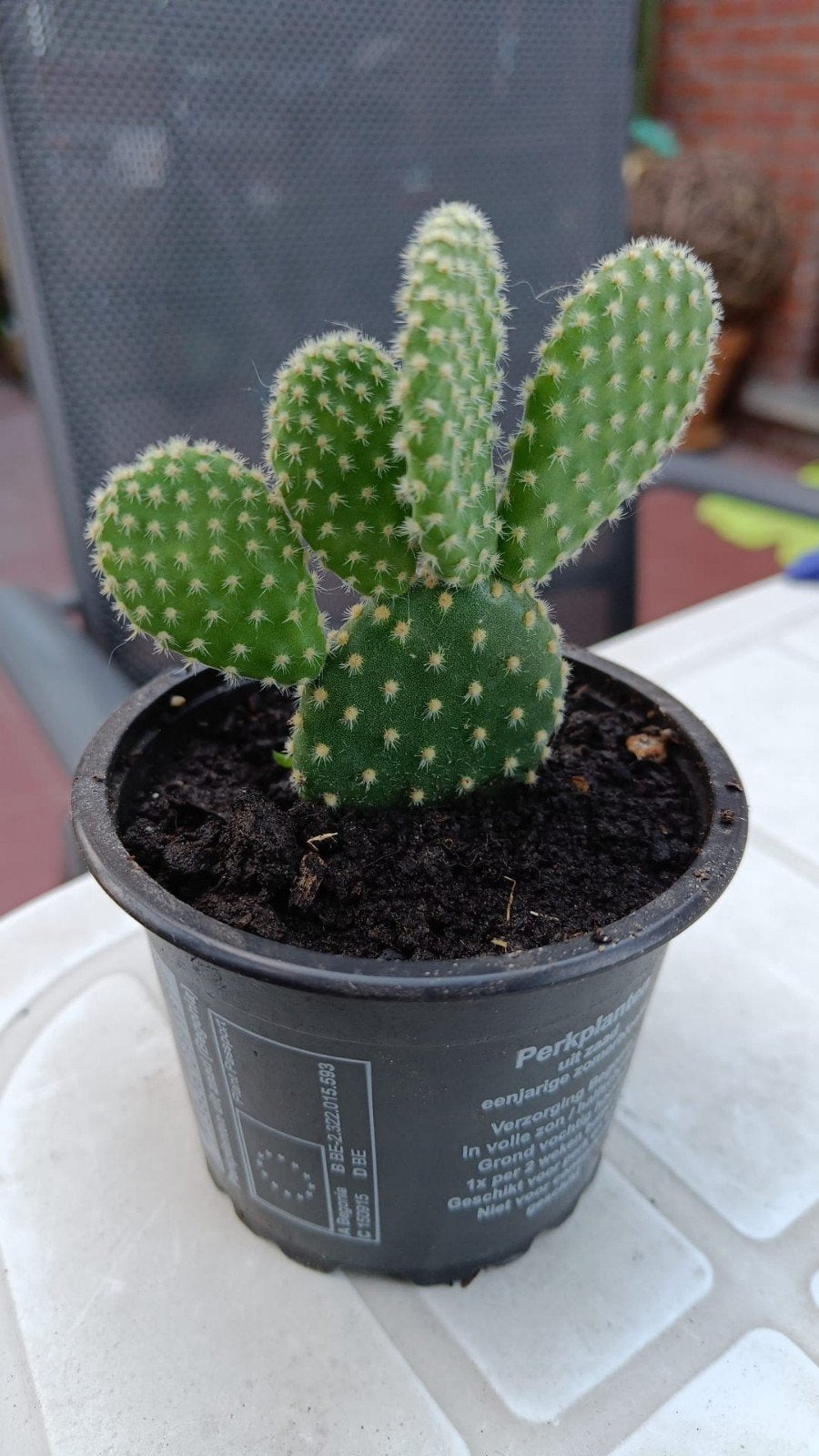 Schijf cactus Opuntia microdasys, Huis en Inrichting, Kamerplanten, Ophalen, Cactus, Minder dan 100 cm, Bloeiende kamerplant