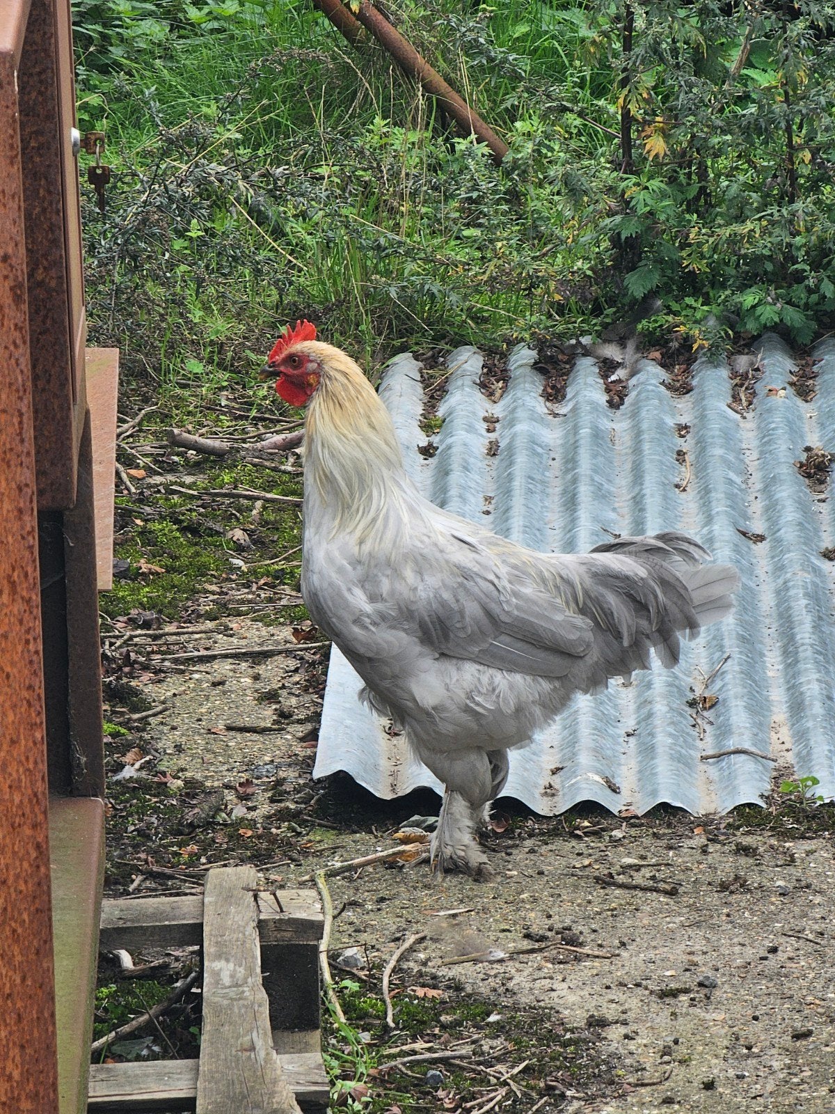 diverse kippen, Dieren en Toebehoren