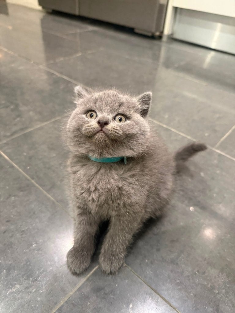 British Shorthair, Animaux & Accessoires, Chats & Chatons | Chats de race | Poil ras, Chatte ou Chat, Avec pedigree, 0 à 2 ans