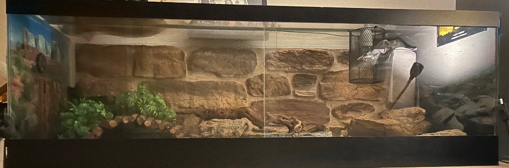 Serpent, Animaux & Accessoires, Reptiles & Amphibiens, Serpent, Avec terrarium, 3 à 6 ans