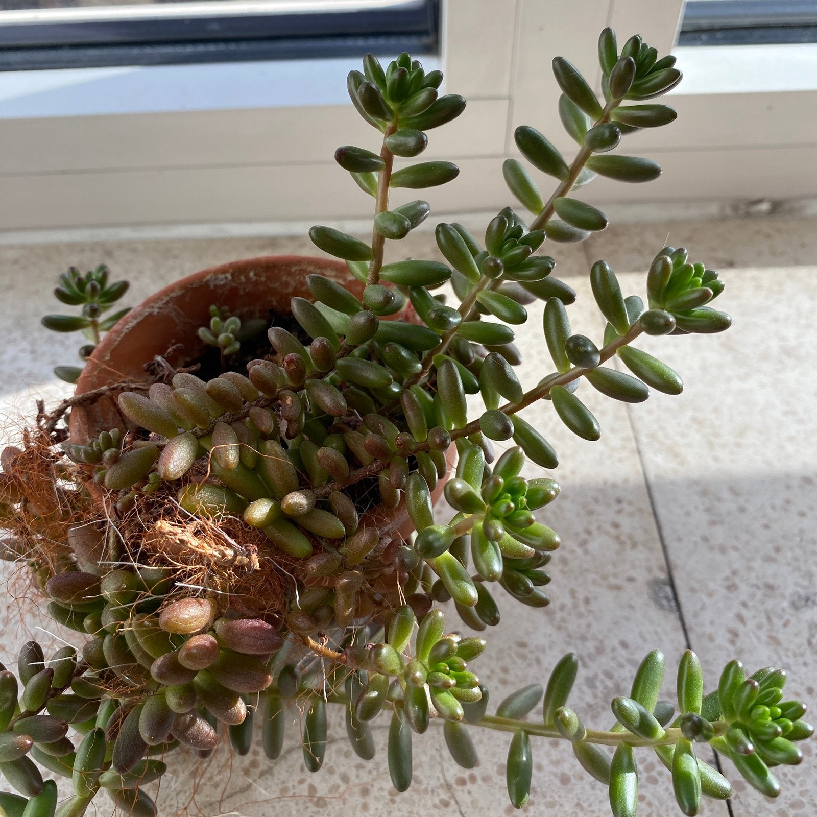 Sedum X rubrotinctum, Maison & Meubles, Enlèvement, Plante succulente