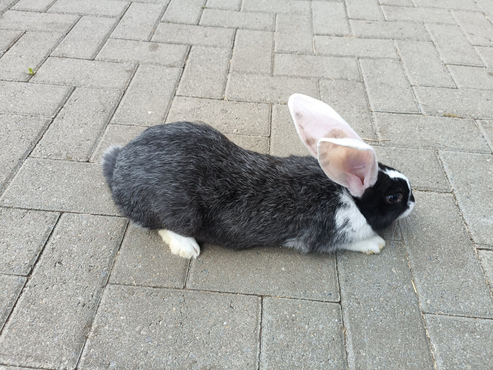 Mooie Duitse reuzen rammelaars, Dieren en Toebehoren, Mannelijk, Groot, 0 tot 2 jaar