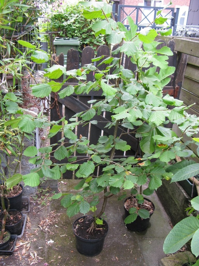 Beau plant de noisetier, Enlèvement, Autres espèces, Arbuste, 250 cm ou plus