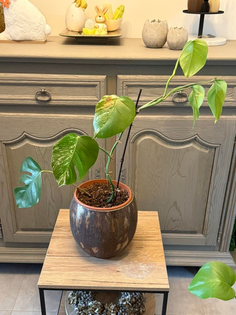 Monstera variegata, Enlèvement