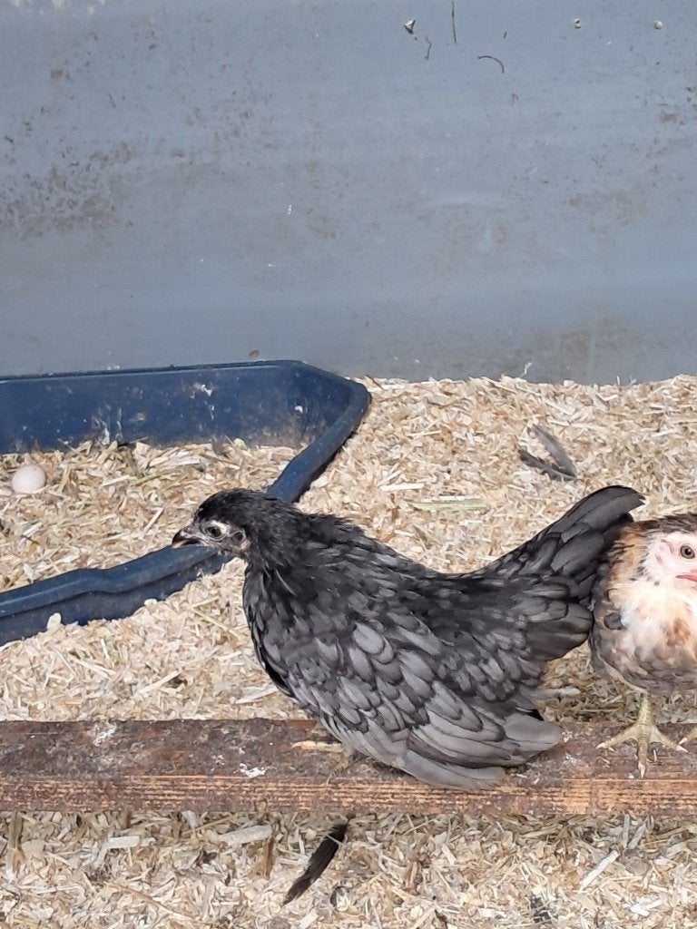 Serama koppel en losse haantjes, Dieren en Toebehoren, Pluimvee