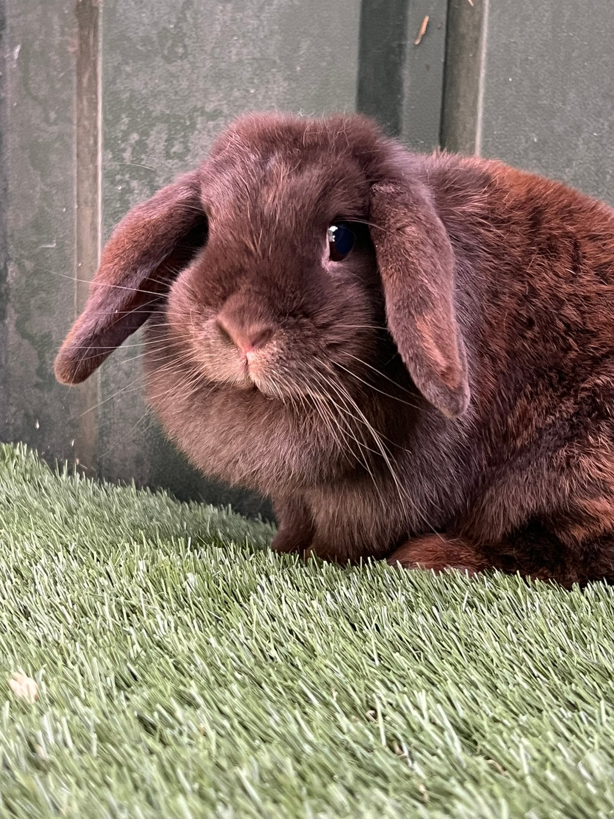 Minilop voetster, Animaux & Accessoires, Lapins