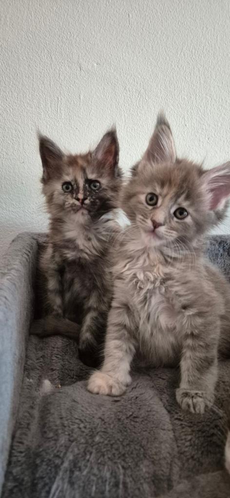 Maine Coon kittens (met stamboom), Plusieurs animaux, Avec pedigree, 0 à 2 ans
