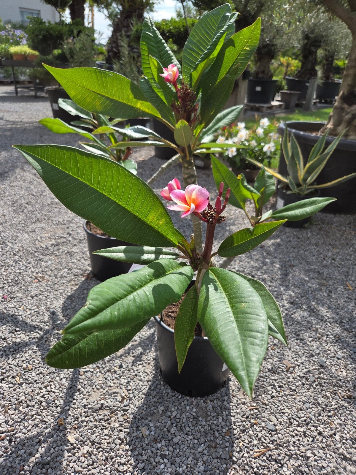 Plumeria Rubra - Tempelboom, Tuin en Terras, Planten | Tuinplanten, Ophalen