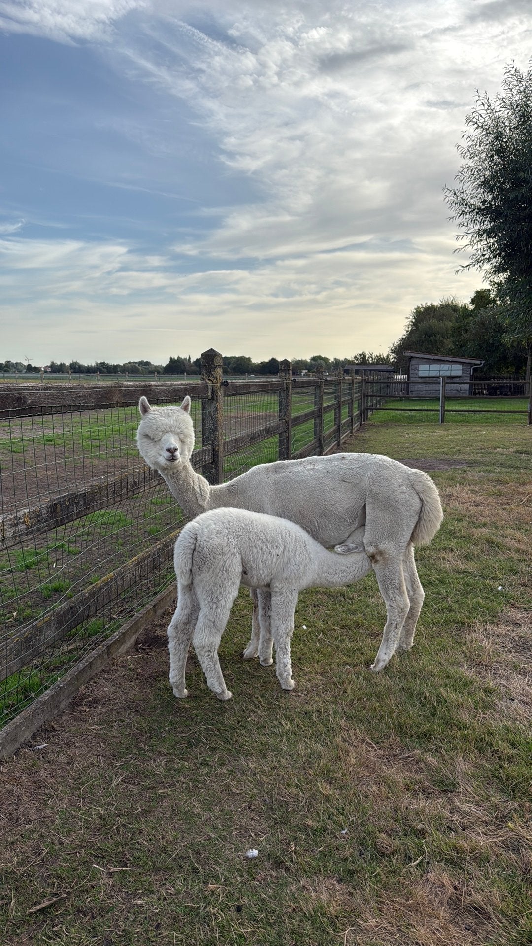alpacamerrie, Mai, Femelle