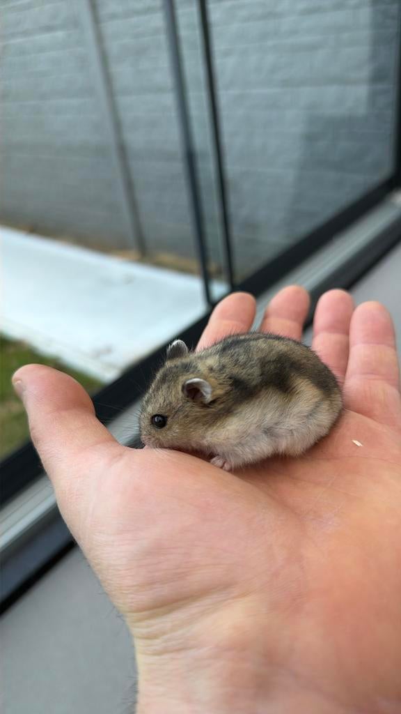 Hamster nain russe, Hamster, Février, Domestique, Plusieurs animaux