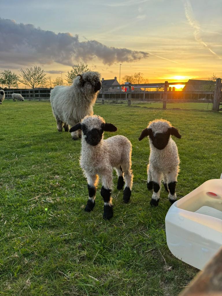 Perfect getekende Walliser Schwarznase ramlammeren, Mâle, Mouton, 0 à 2 ans