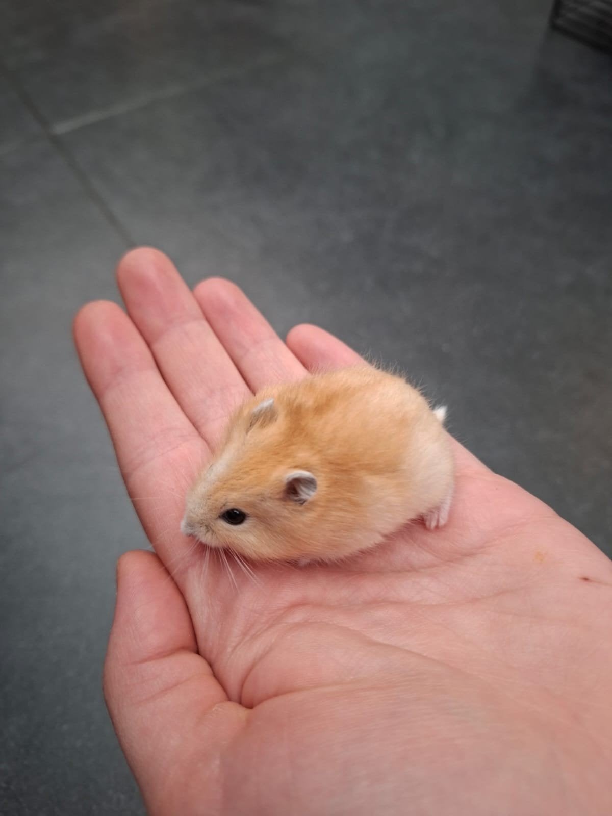 Jonge Russische dwerghamsters, Dieren en Toebehoren, Hamster, Juni, Meerdere dieren, Tam