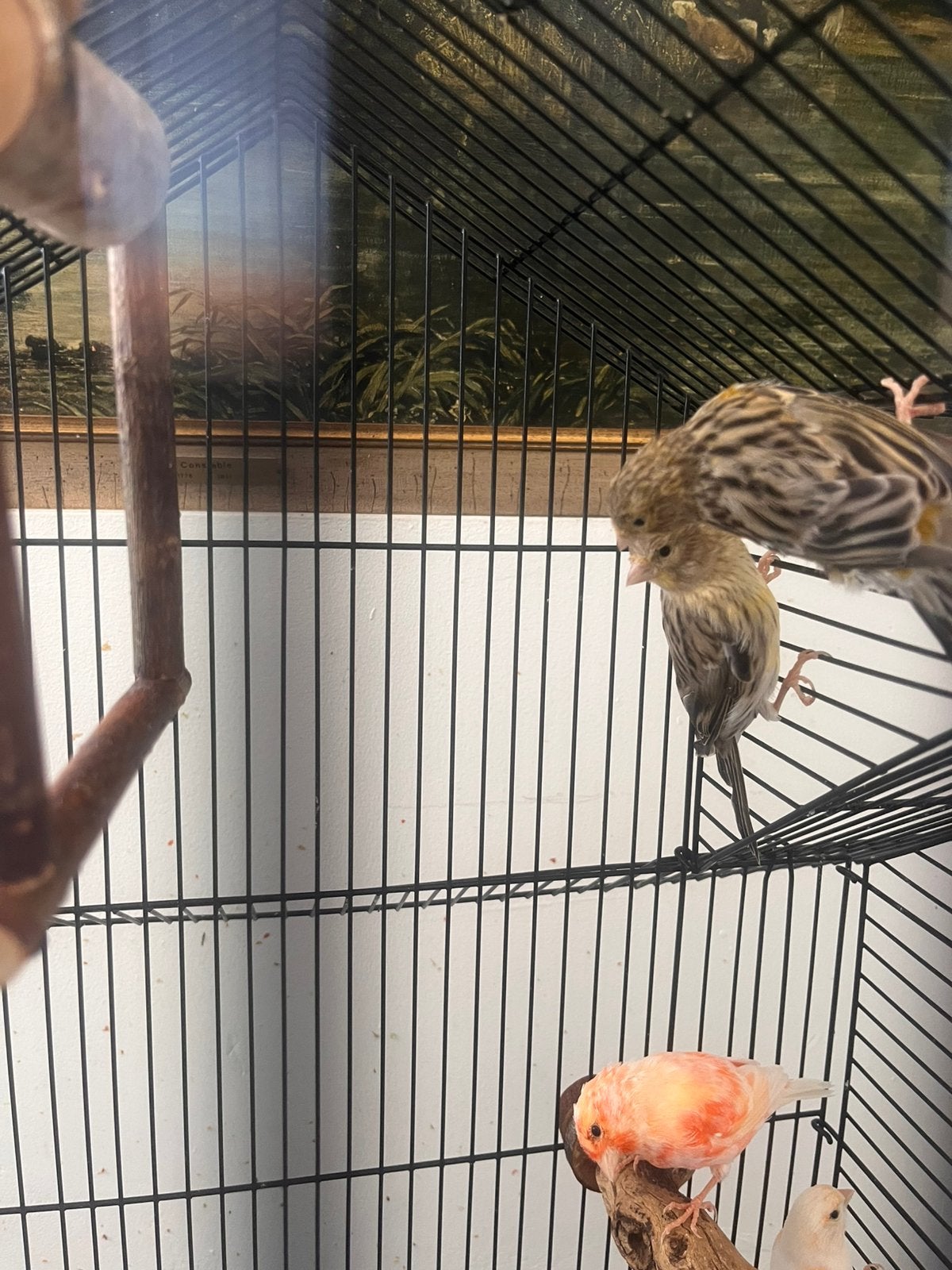 Canaris malles, Animaux & Accessoires