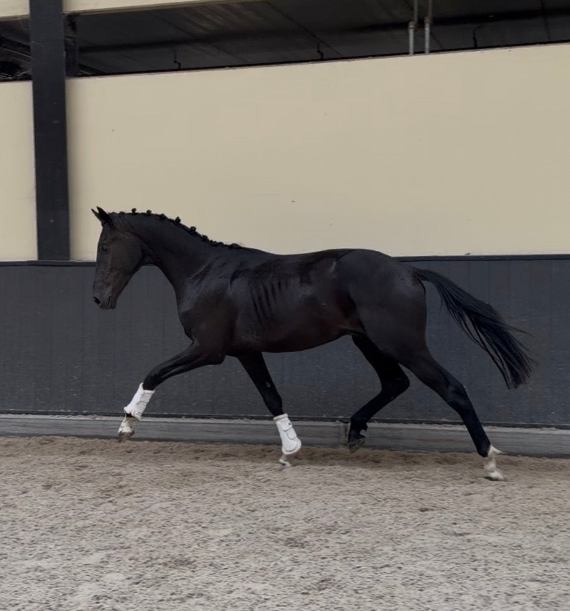 Jong Talentvolle Dressuurhengst, Dieren en Toebehoren, Paarden, Met stamboom, Dressuurpaard, 0 tot 2 jaar, Hengst