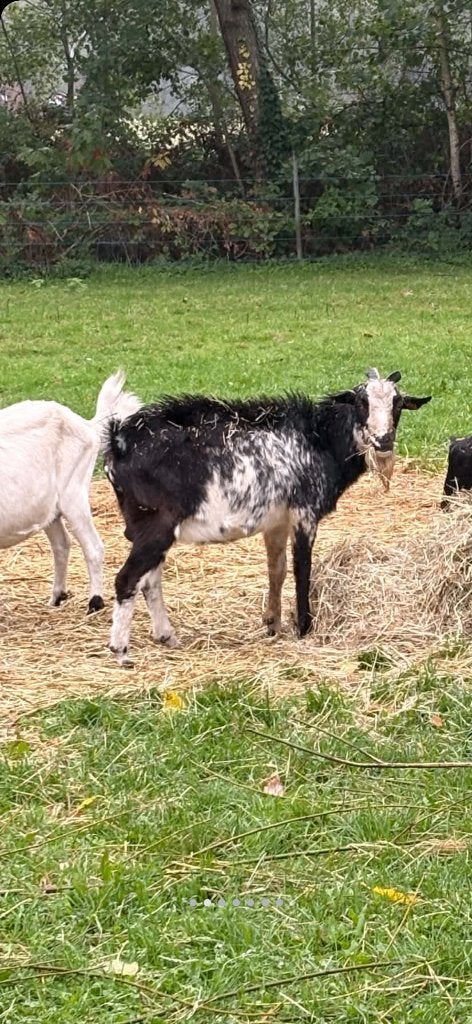 Melkgeiten bok, Dieren en Toebehoren, Mannelijk, Geit, 0 tot 2 jaar