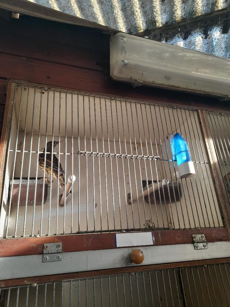 Grote lijster, Dieren en Toebehoren, Vrouwelijk, Wildzangvogel, Geringd