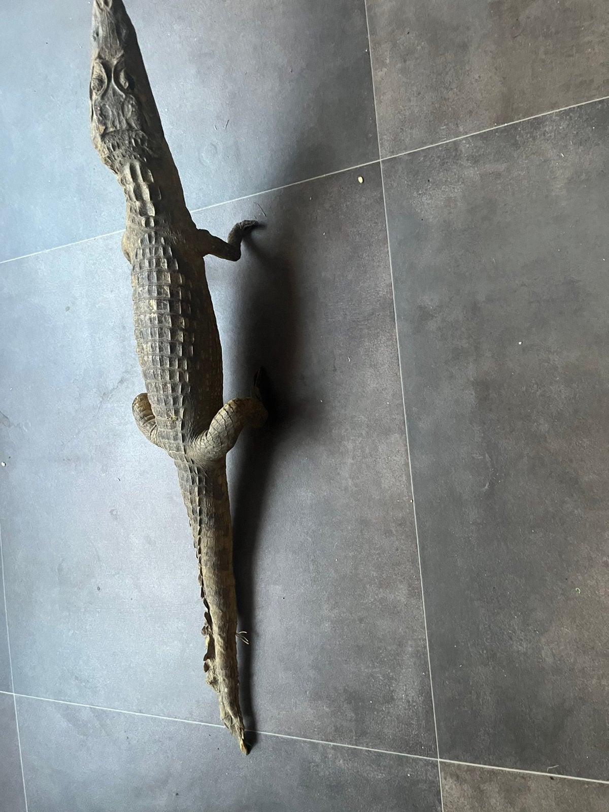 Reptiel, Overige soorten, Tam, 11 jaar of ouder