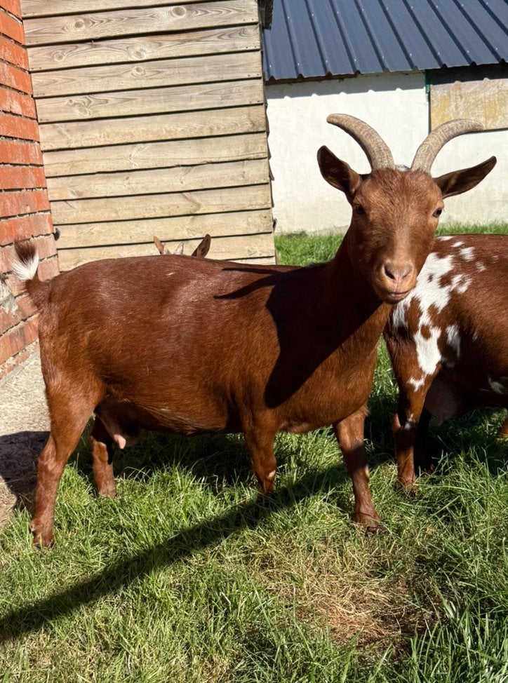Dwerggeit, Dieren en Toebehoren, Schapen, Geiten en Varkens, Vrouwelijk, Geit, 3 tot 5 jaar