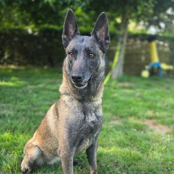 Salope de berger Malines, 3 à 5 ans, Chienne, Éleveur | Loisir, Un chien