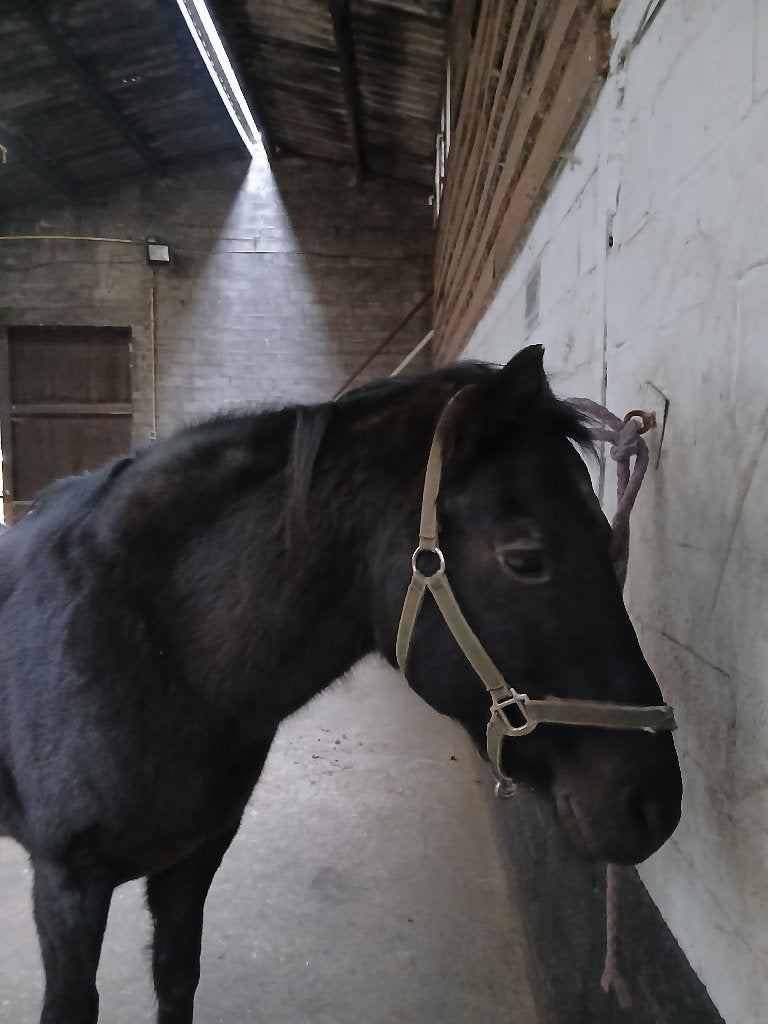 Paarden zoeken lieve verzorger, Avec pedigree, 11 ans ou plus, Plusieurs animaux, Cheval western