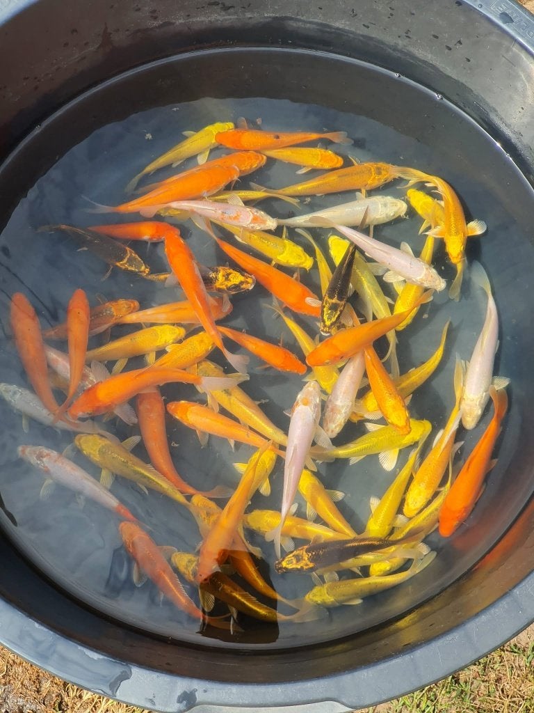 KOI TE KOOP (16–25 CM), Dieren en Toebehoren, Karper of Koi
