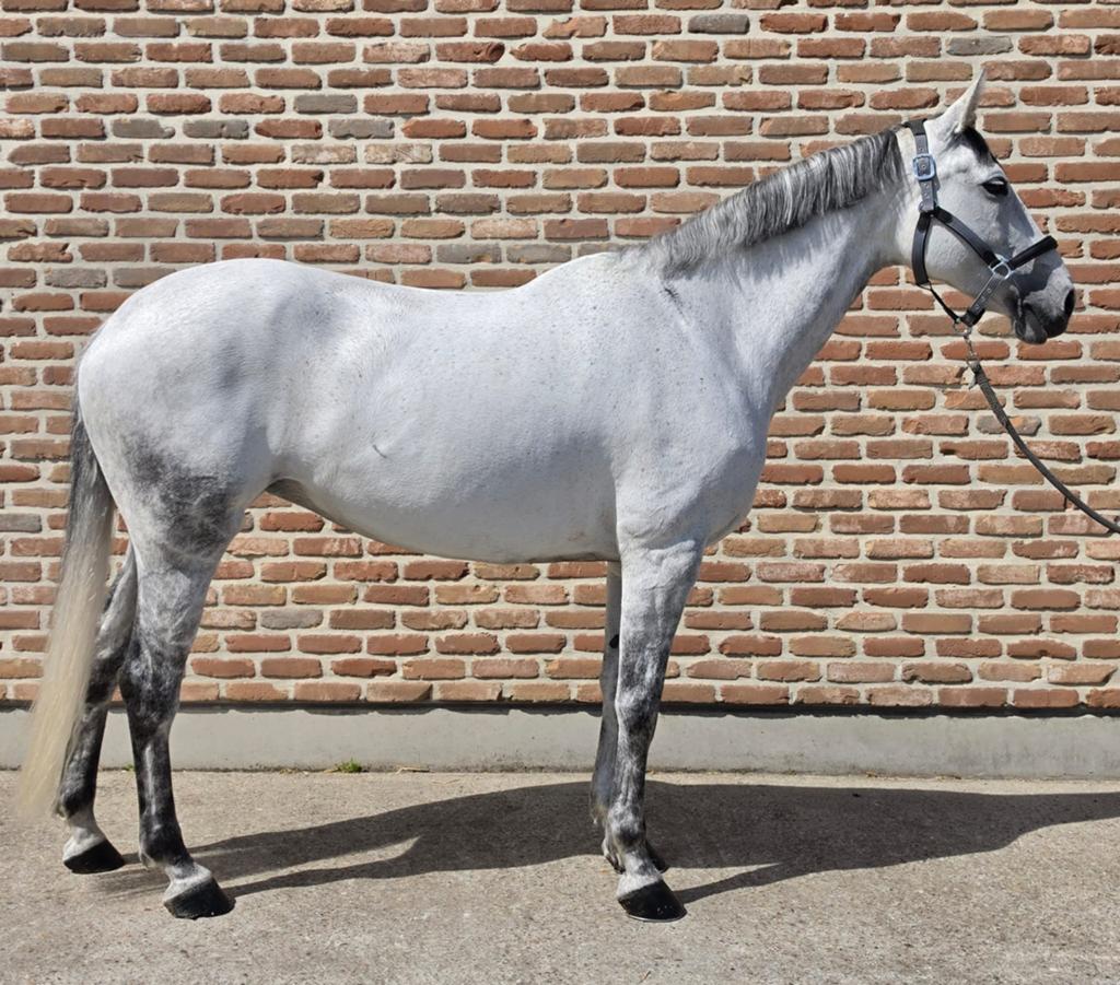 Lieve merrie te koop, Animaux & Accessoires, Chevaux, 11 ans ou plus, Avec pedigree, 160 à 165 cm, Cheval de saut