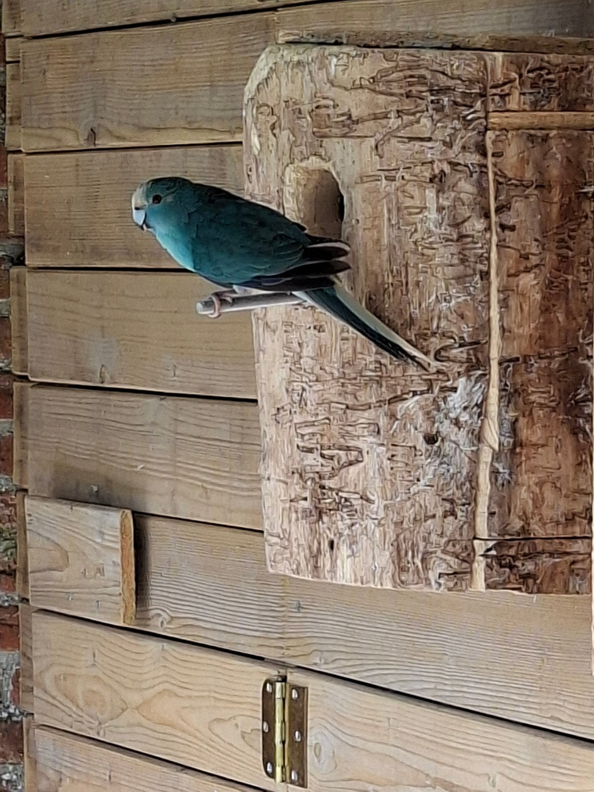 Mooie blauwe Kakariki man, Mannelijk, Tropenvogel