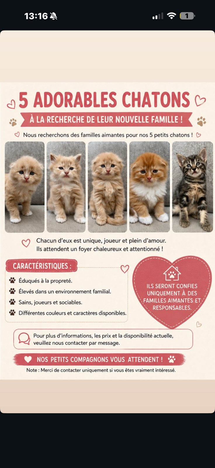 Petit chatons