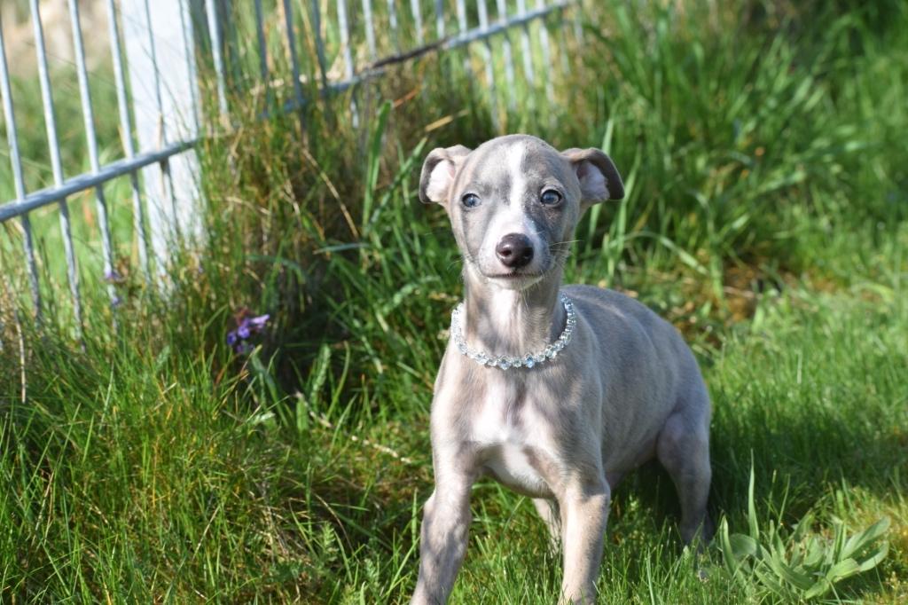 Whippet pups oudersaanwezig, Dieren en Toebehoren, België, Whippet, Reu, 8 tot 15 weken