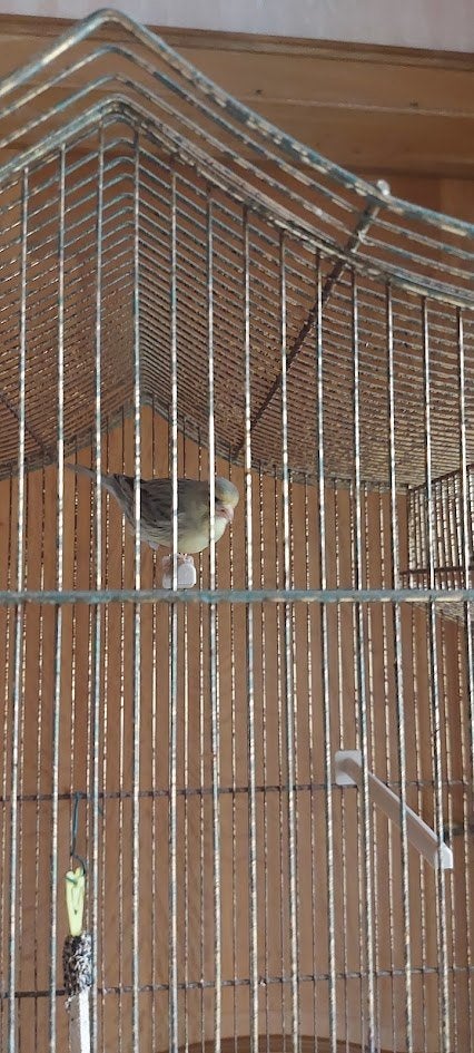 kanarie, Dieren en Toebehoren, Zangkanarie
