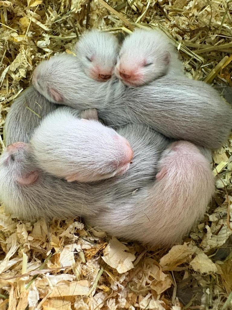 Lieve fretjes te koop, Dieren en Toebehoren, Mei