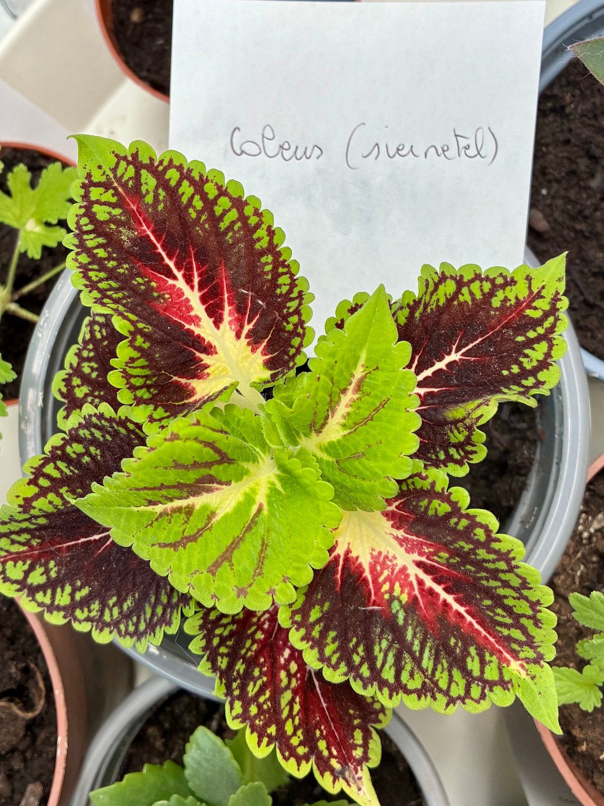 Verschillende planten/stekjes, Huis en Inrichting, Kamerplanten, Ophalen