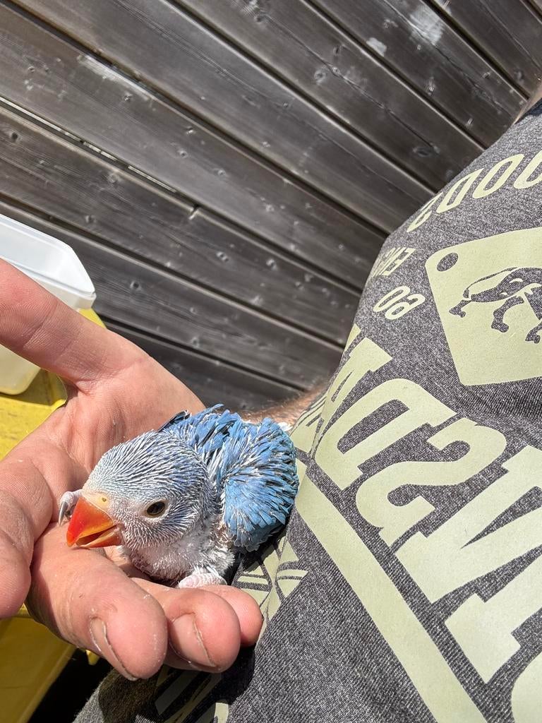 Halsbandparkieten, Dieren en Toebehoren, Geringd
